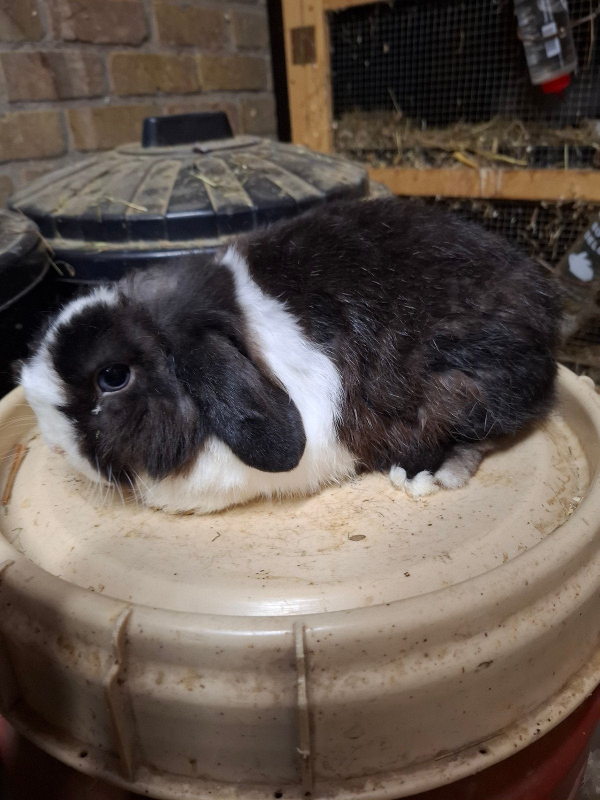 minilop/nhd ram, Dieren en Toebehoren, Mannelijk, Klein, Hangoor, 3 tot 5 jaar
