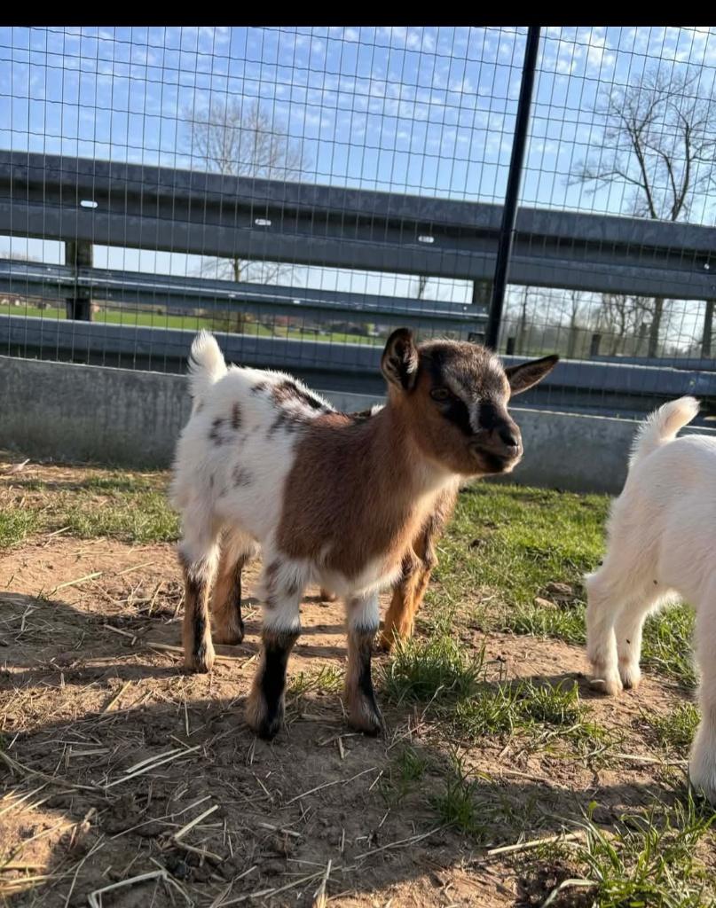 Pygmy Goatbuck à vendre, Mâle, Chèvre, 0 à 2 ans