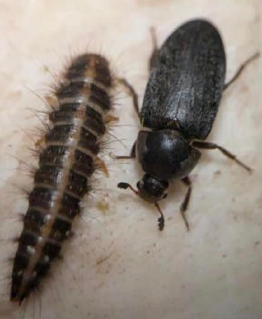 Spekkever, Dermestes, vleesetende kever, taxidermie, schedel, Overige soorten