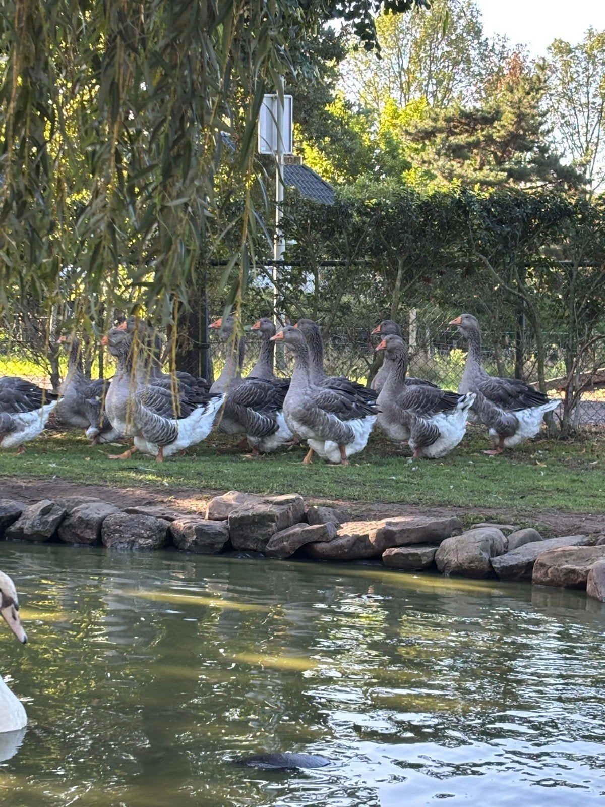 Toulouse ganzen, Plusieurs animaux, Oie ou Cygne