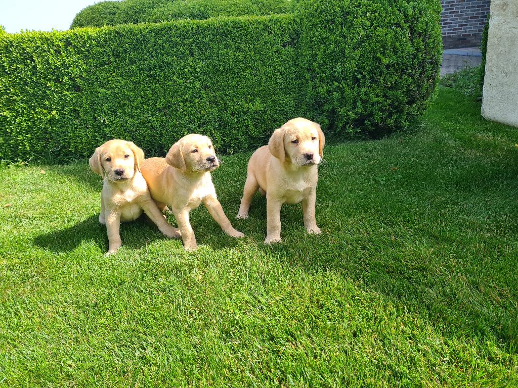 chiots labrador, Labrador retriever, Plusieurs, Hépatite contagieuse (maladie de Rubarth), Belgique