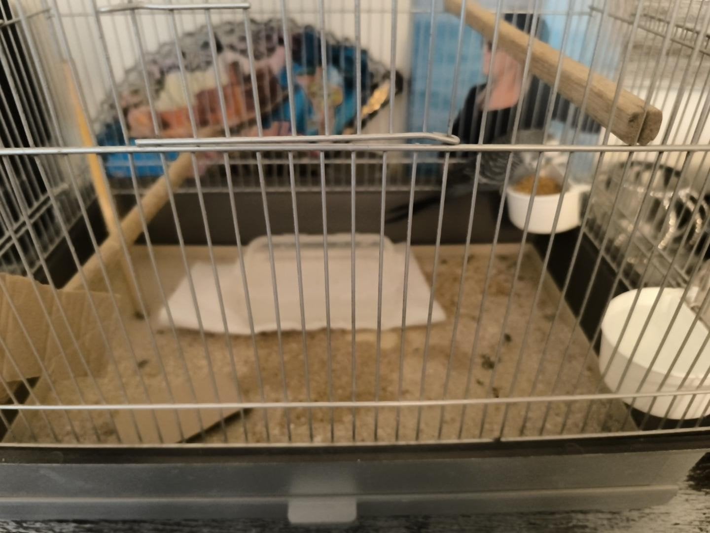 gratis grote vogelkooien gezocht groot, Dieren en Toebehoren, Vogels | Hokken en Kooien, Ophalen