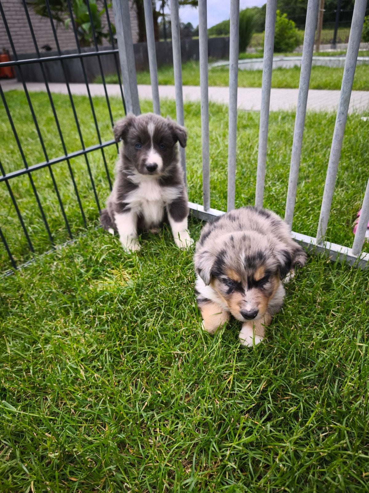 Lieve actieve Border Collie pups, Parvo, België, Fokker | Hobbymatig, 8 tot 15 weken