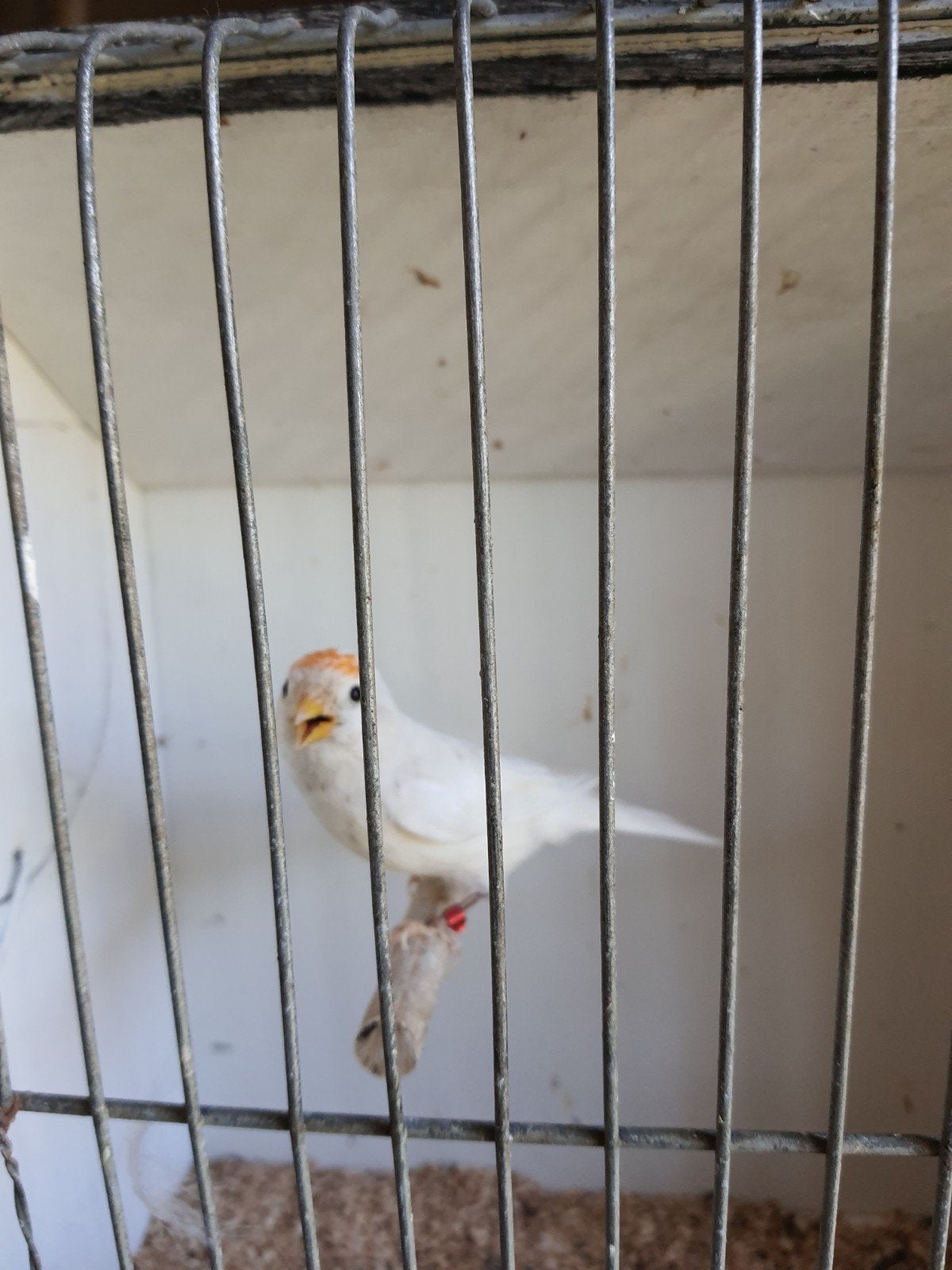 Bonte Barmsijzen, Oiseau chanteur sauvage, Domestique