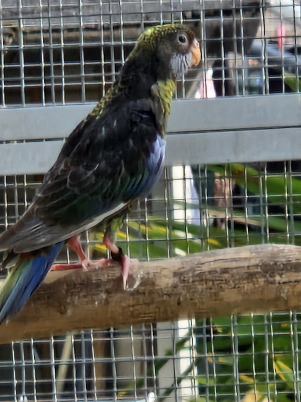 rosella's ' 26, Dieren en Toebehoren, Vogels | Parkieten en Papegaaien, Meerdere dieren, Parkiet, Geringd