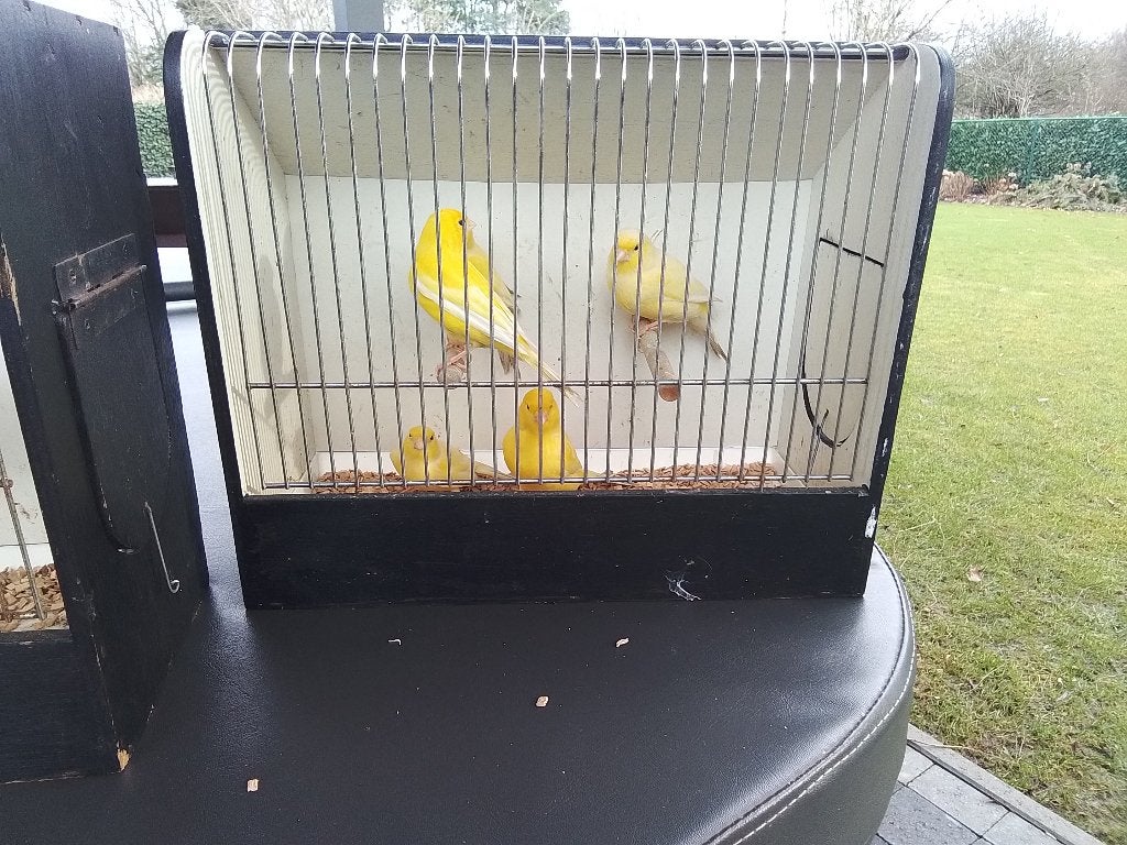 Te koop kanaries, Geslacht onbekend, Zangkanarie
