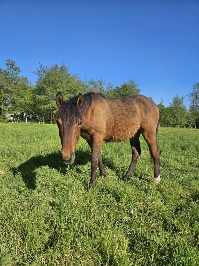 Jaarling merrie en hengst, Hengst, Ontwormd