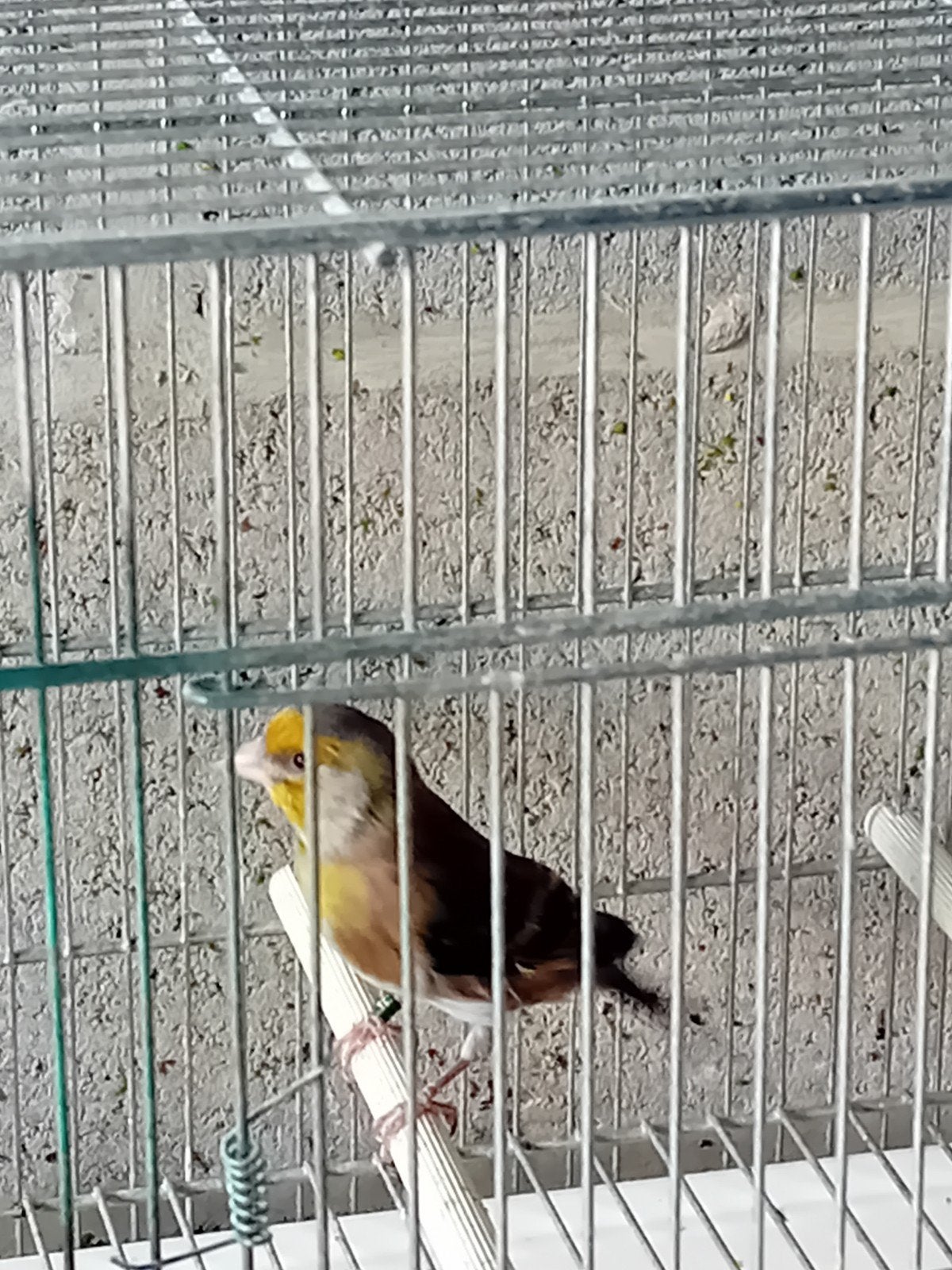 metis chardonneret male 2026, Mâle