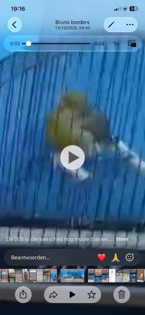 fife en border kanarie te koop, Dieren en Toebehoren, Meerdere dieren, Postuurkanarie