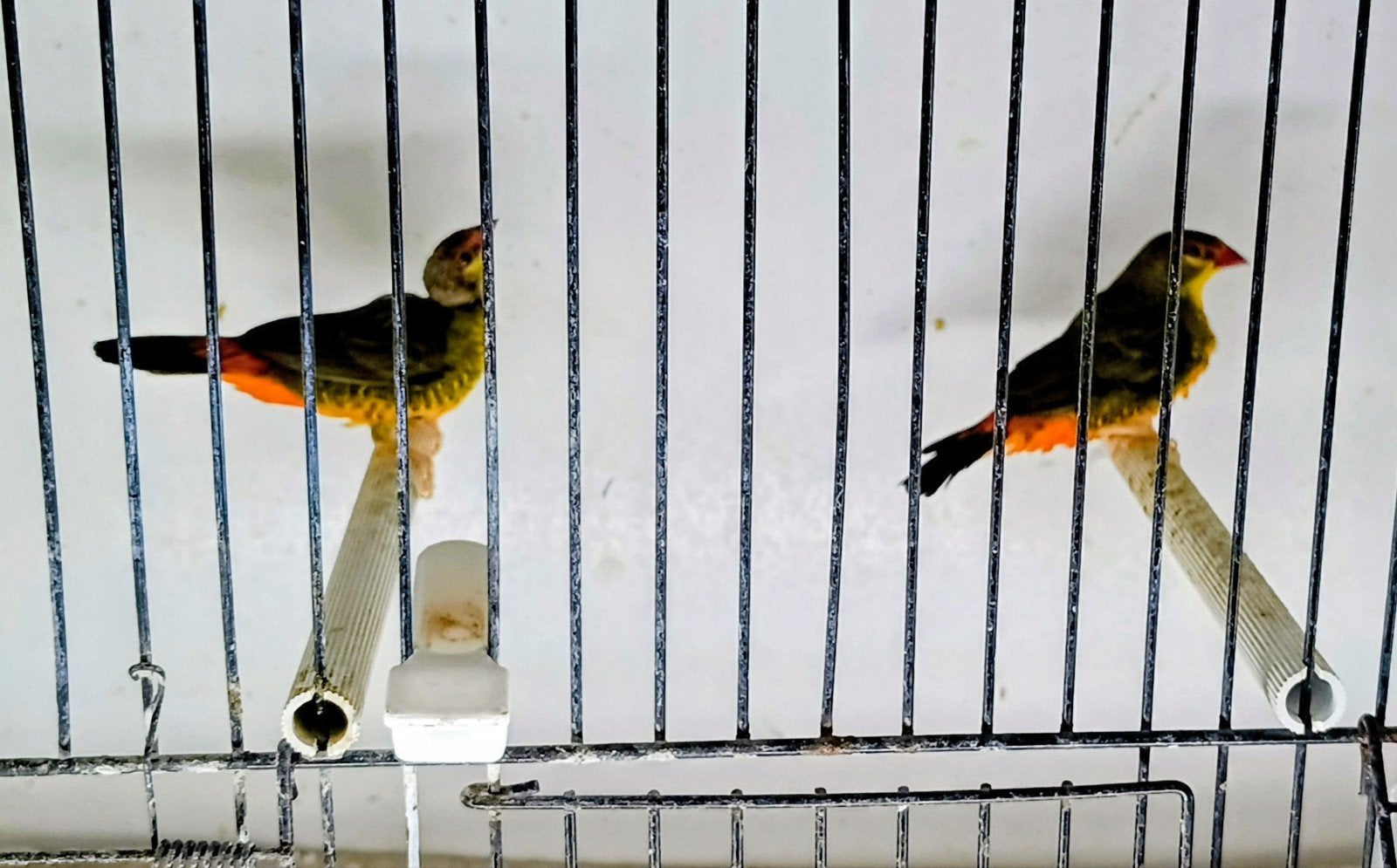 2 mannen goudbuikje te koop, Mannelijk, Tropenvogel