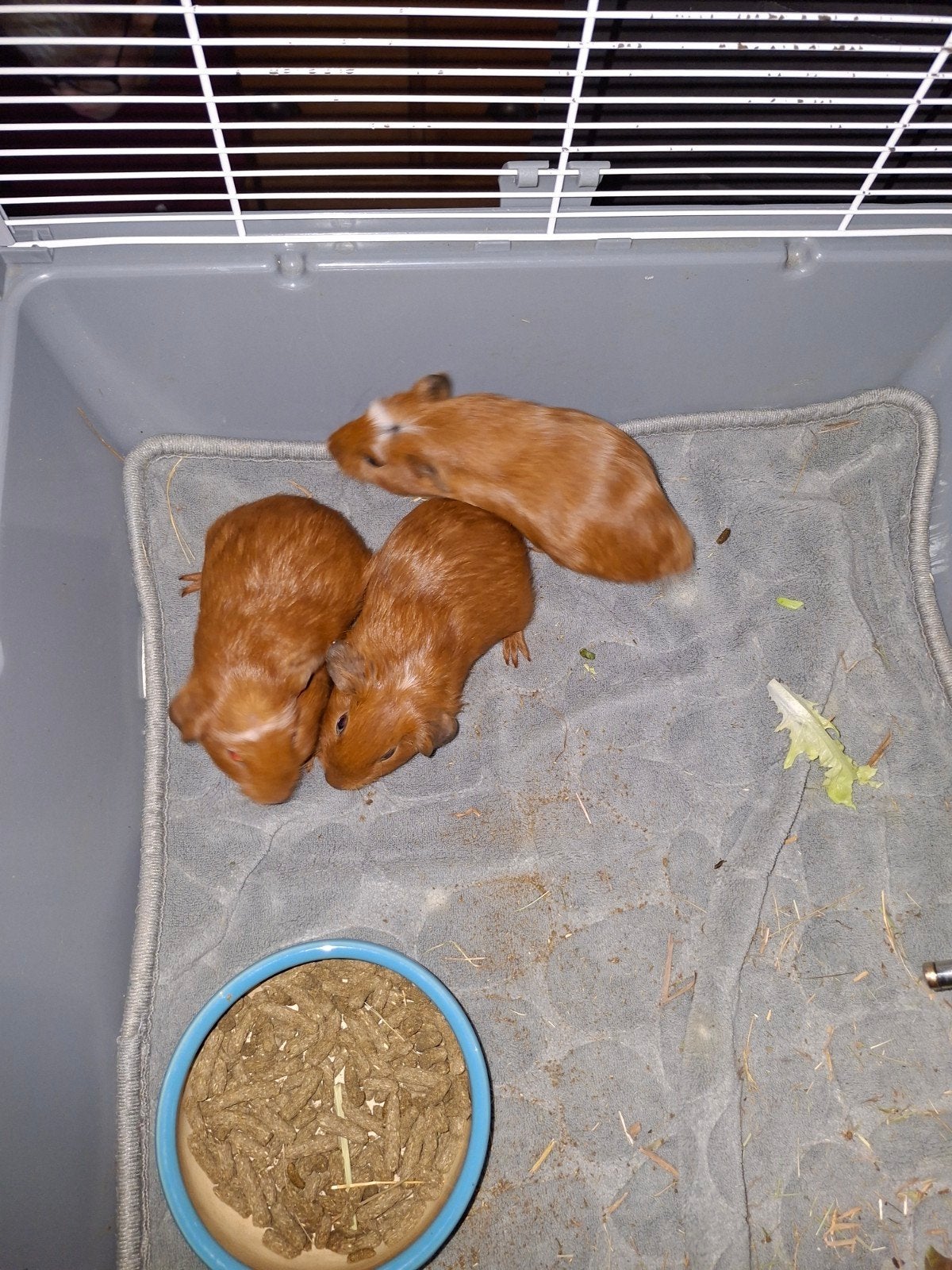 3 cavia beertjes te koop, Dieren en Toebehoren, September, Mannelijk, Cavia