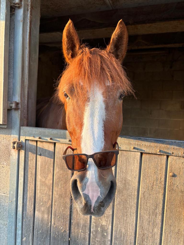 Paard te koop, Dieren en Toebehoren, Ruin, Minder dan 160 cm, Gechipt, 7 tot 10 jaar