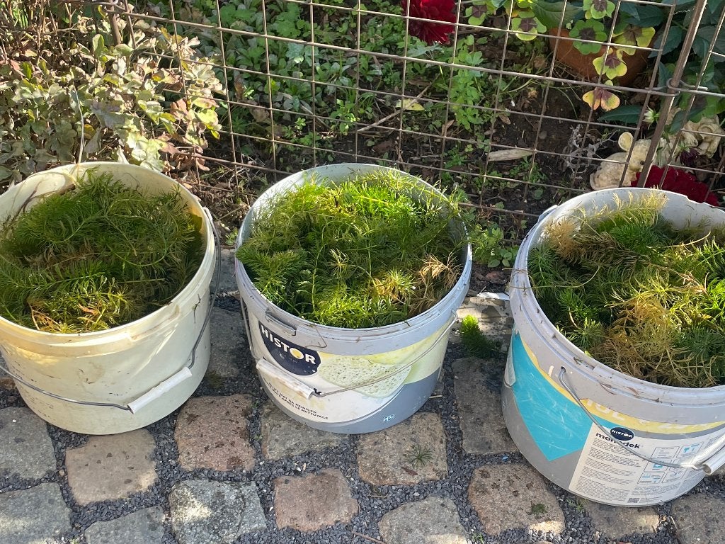 3 grands seaux de plantes à oxygène pour le bassin, Enlèvement