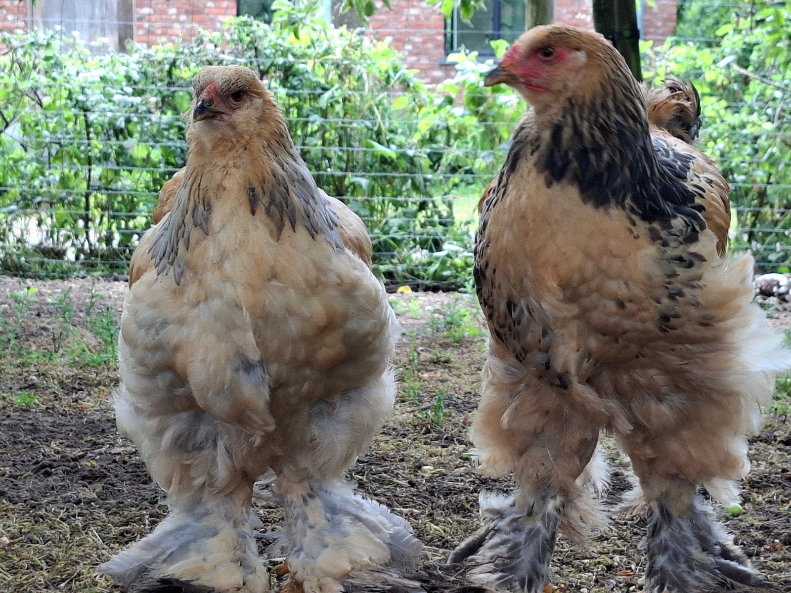 Brahma hanen columbia buff blauw en zwart, Dieren en Toebehoren, Pluimvee, Kip, Mannelijk
