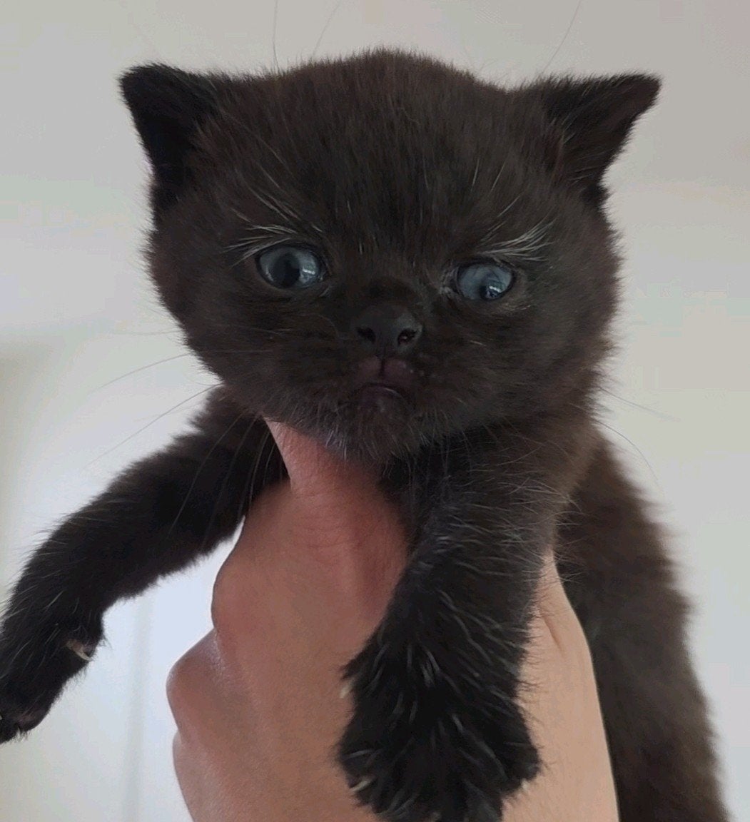 chatons britanniques à poil court, Plusieurs animaux, Avec puce électronique, 0 à 2 ans