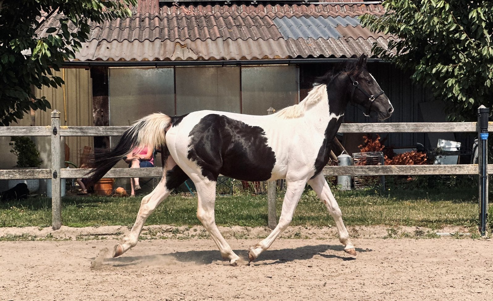 2 jarige bonte springhengst, Dieren en Toebehoren, Paarden, Springpaard, Met stamboom, 0 tot 2 jaar, Hengst