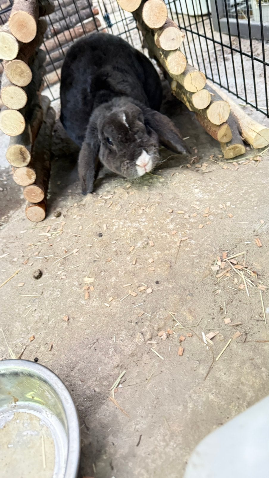 Rex konijn ( voedster ), Dieren en Toebehoren, Konijnen