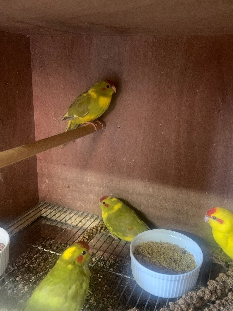 Parkiet, Animaux & Accessoires, Oiseaux | Perruches & Perroquets, Perruche