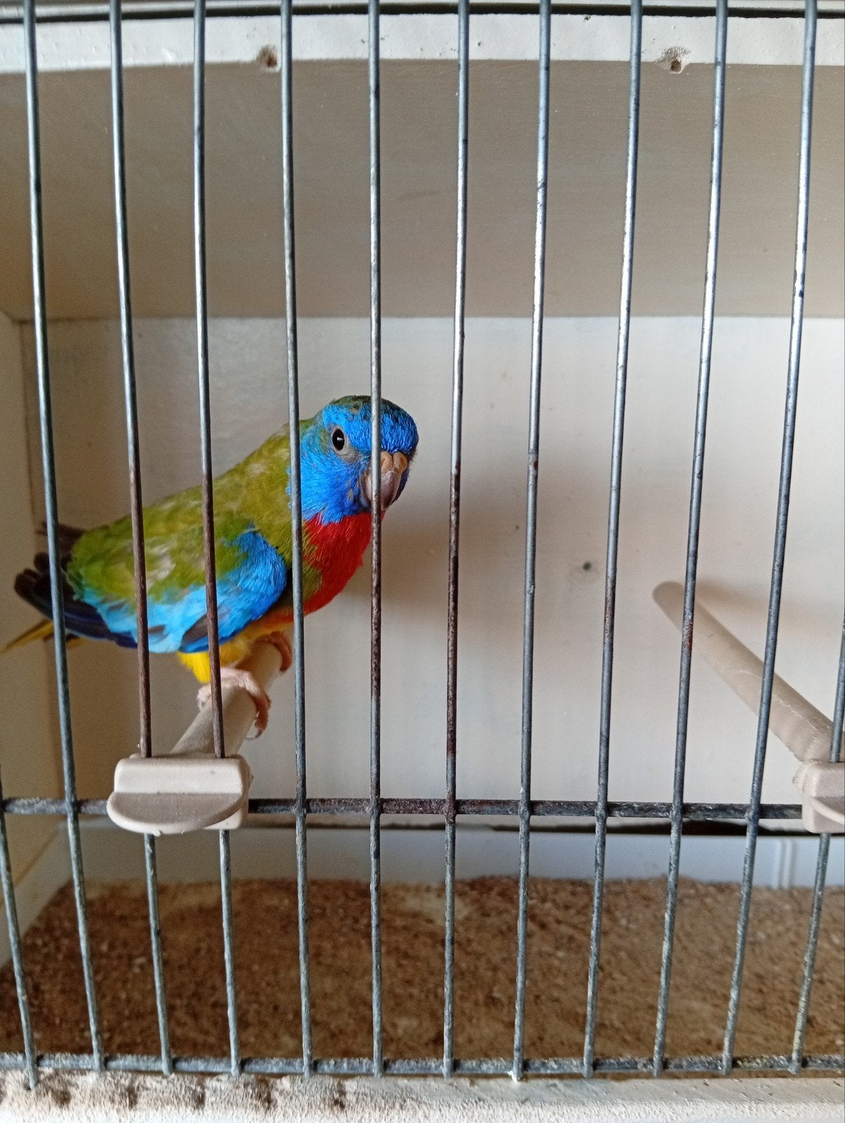 Splendid cinnamon violet 24, Dieren en Toebehoren, Geringd