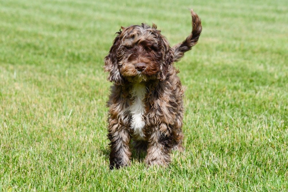 Cockapoo pups te koop - Chocolade en merle, Dieren en Toebehoren, 15 weken tot 1 jaar, Overige rassen, Buitenland, Parvo