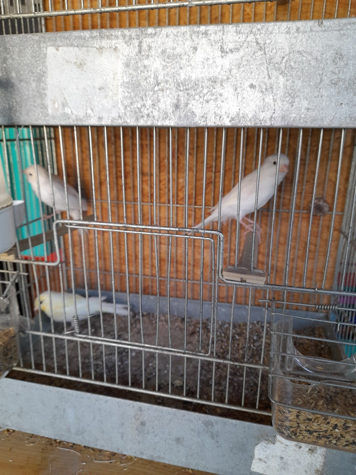 kanaries, Dieren en Toebehoren, Vogels | Kanaries, Geslacht onbekend