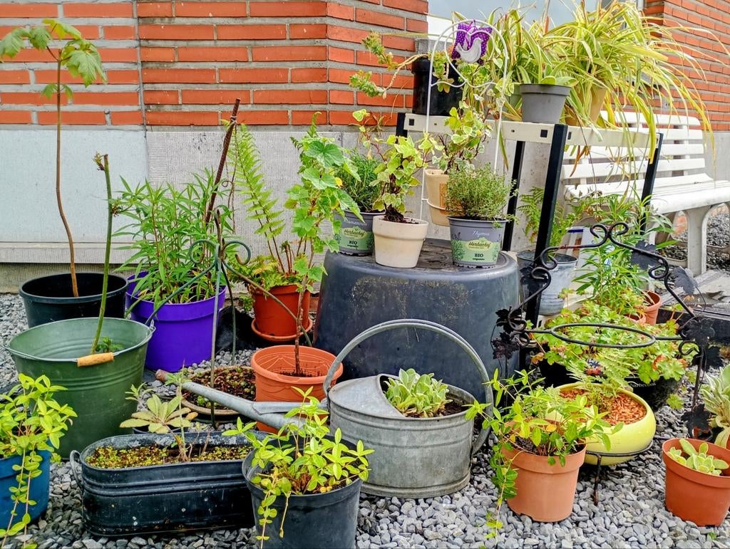 GRATIS Tuinplanten! Bekijk ook mijn andere gratis zoekertjes, Tuin en Terras, Planten | Tuinplanten, Ophalen
