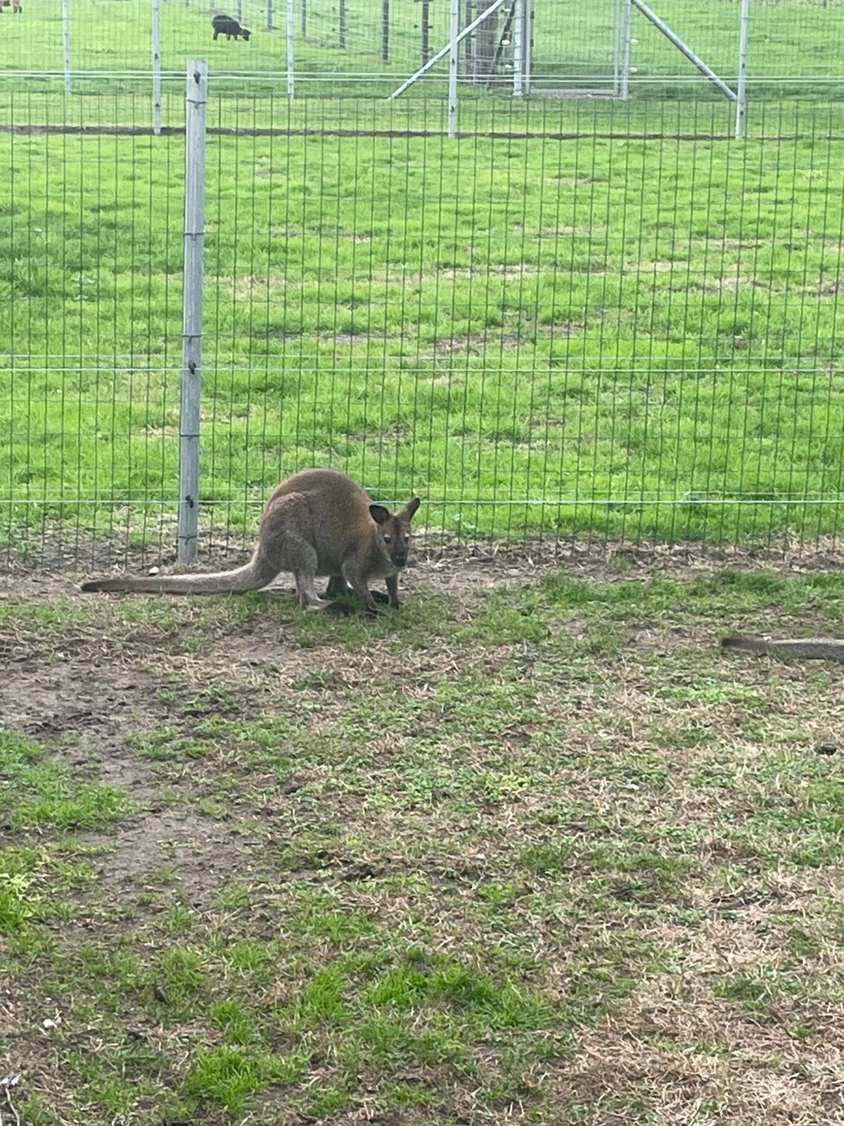 Kangoeroe, April, Meerdere dieren