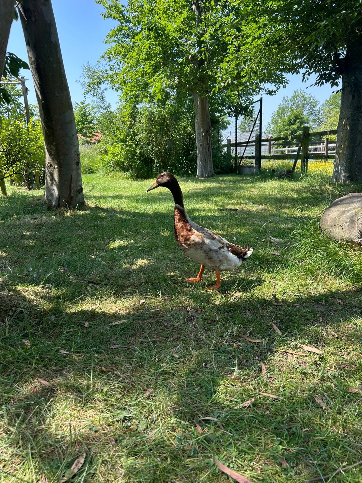 indische loopeenden koppel, Dieren en Toebehoren, Pluimvee, Meerdere dieren, Eend