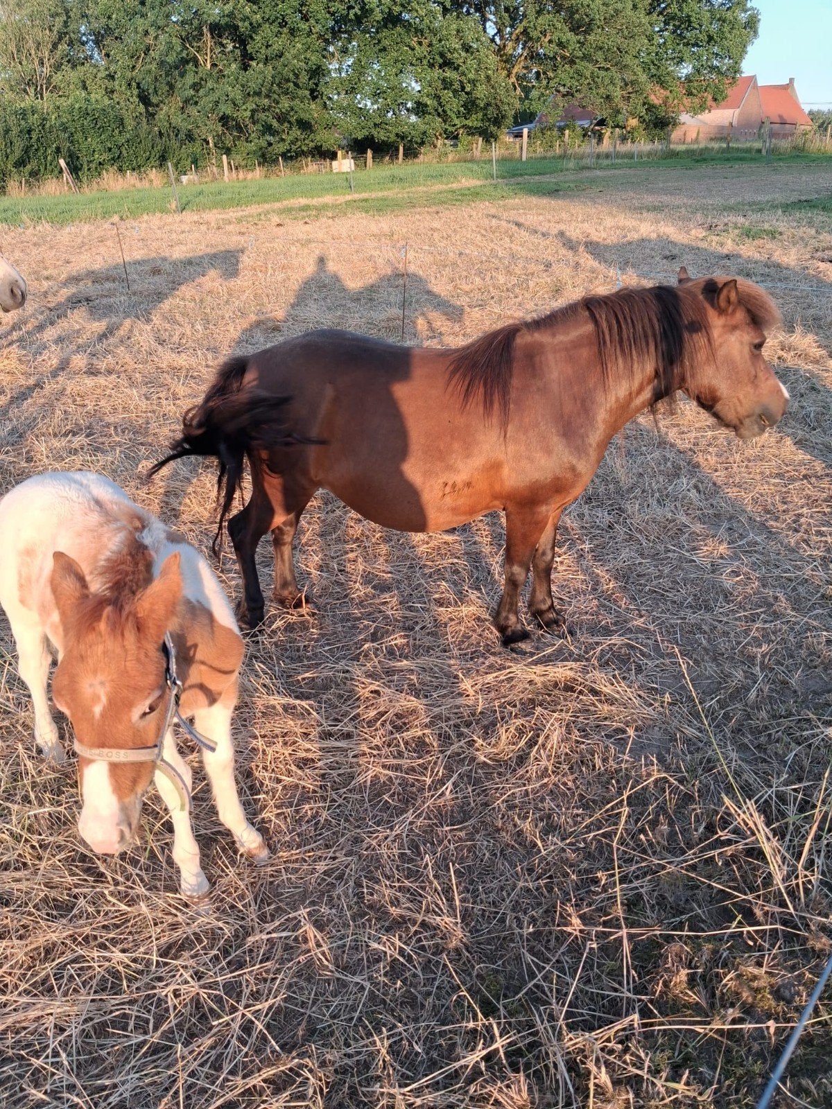 hengste veulen, Dieren en Toebehoren, Pony's, Hengst, A pony (tot 1.17m), Recreatiepony, 0 tot 2 jaar
