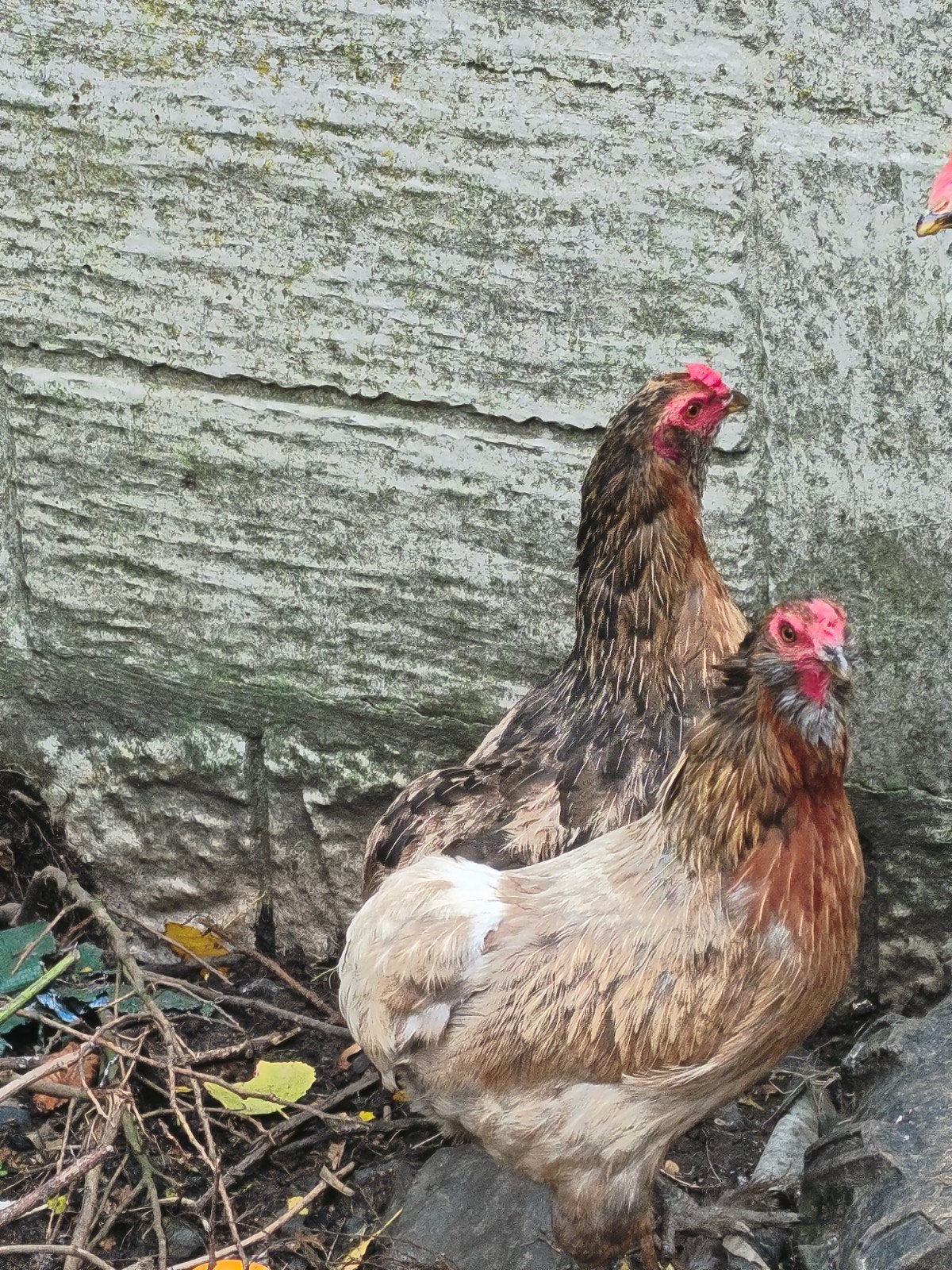 Araucana, Dieren en Toebehoren