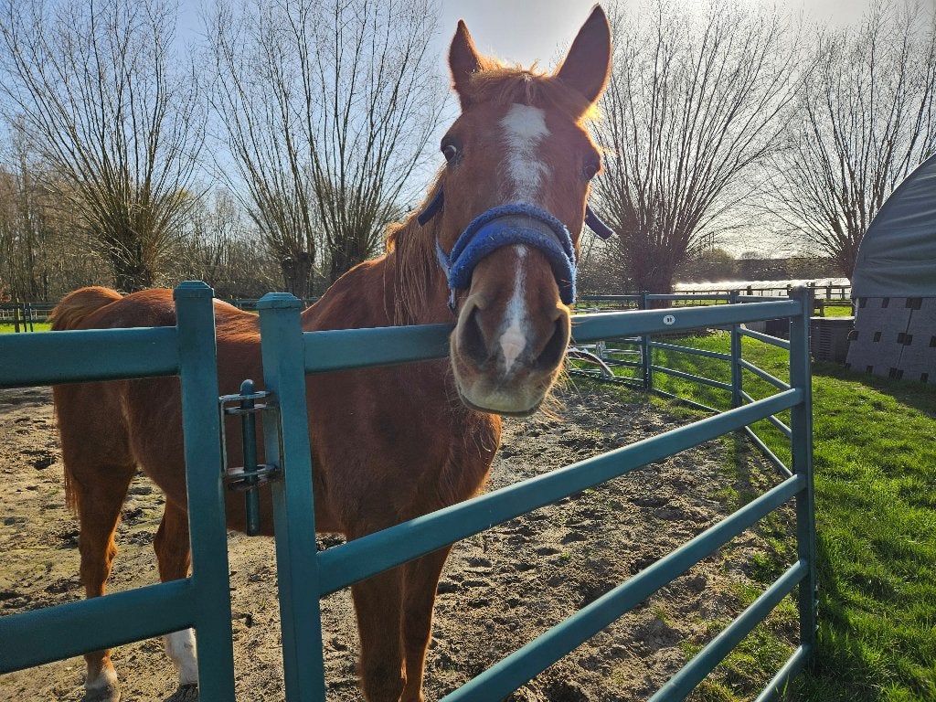 Ik zoek iemand voor het verzorgen van paarden, Dieren en Toebehoren, Meerdere dieren, Niet van toepassing, 0 tot 2 jaar