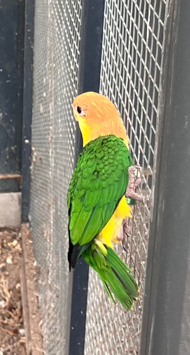 Roestkop caiqeu, Mâle, Perroquet, Bagué