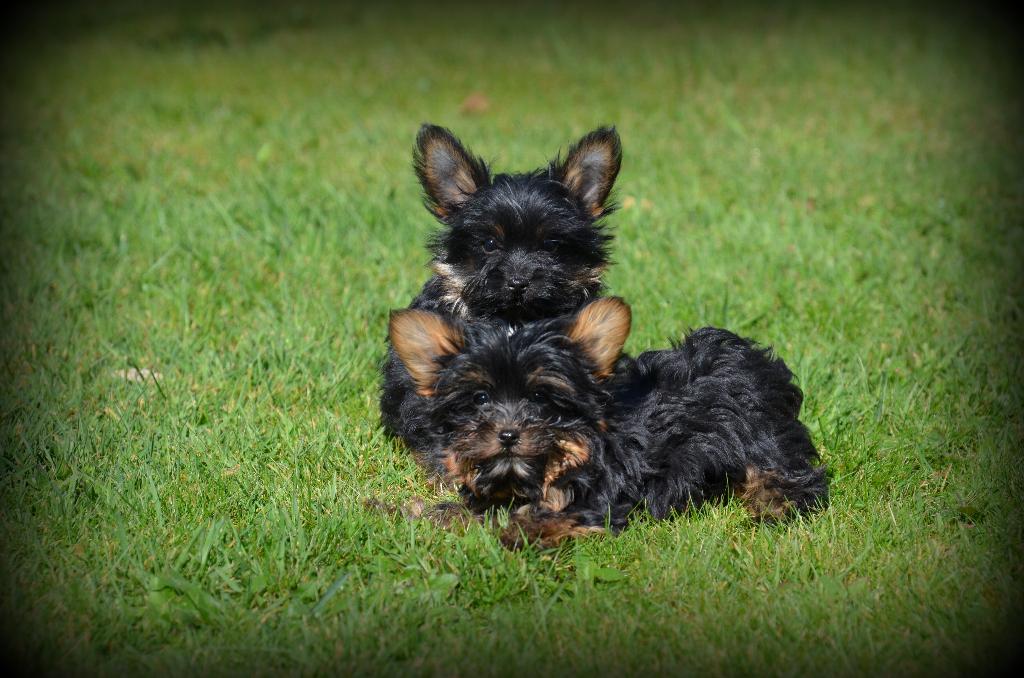petits chiots Yorkshire Terrier, Yorkshire Terrier, Chien (mâle), Belgique, Plusieurs