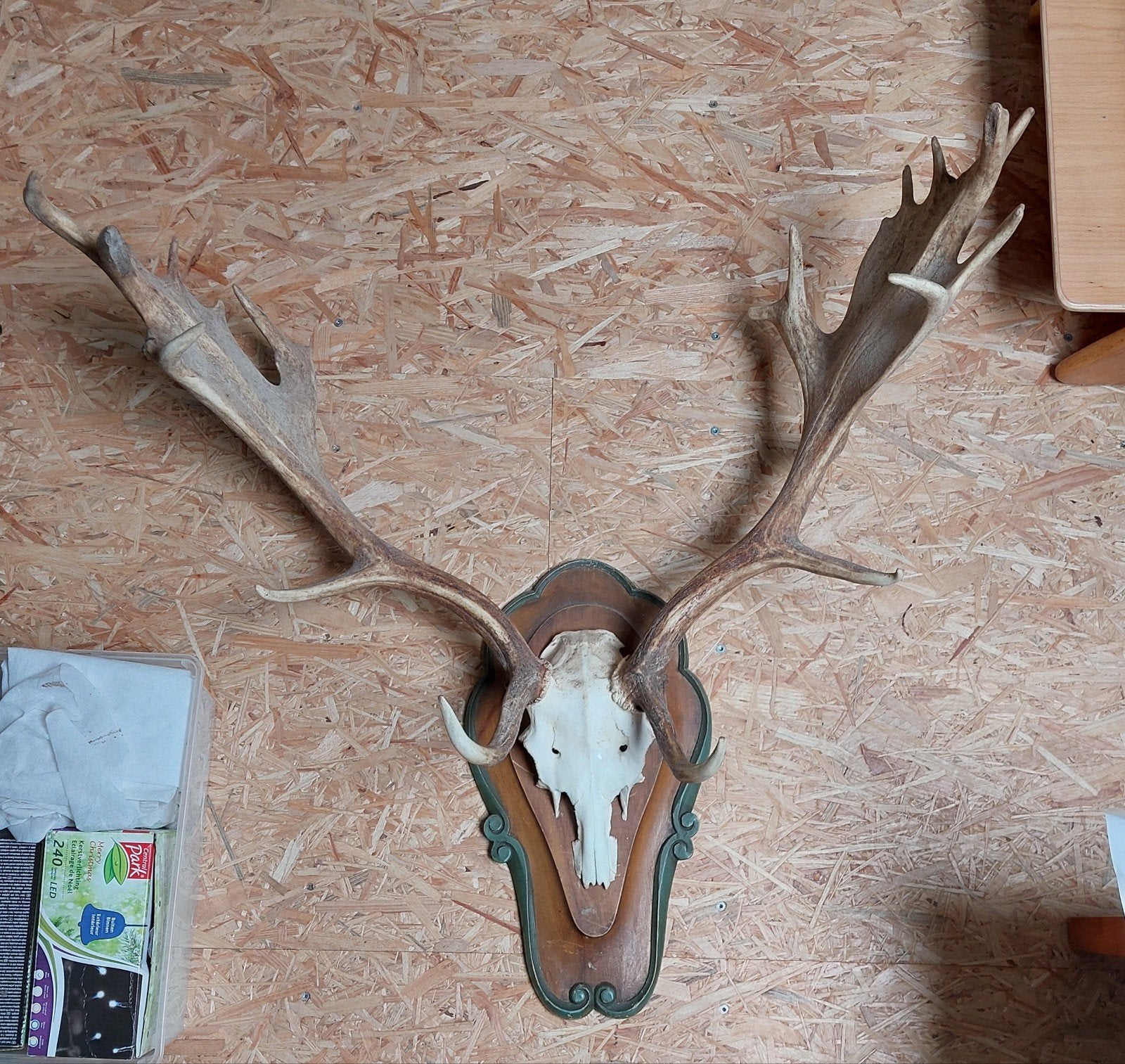 Magnifique trophée de daim (cerf, chevreuil, chasse), Enlèvement