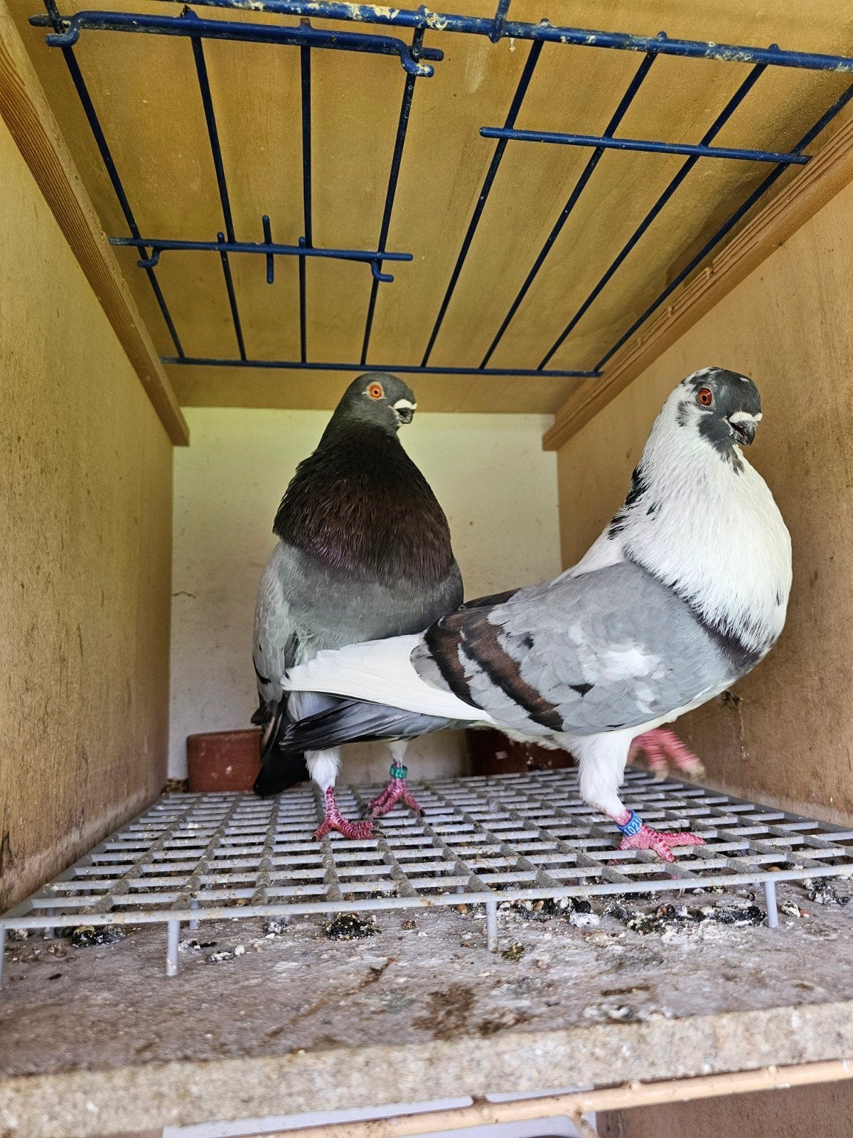 Paire de croppers des Canaries, Animaux & Accessoires