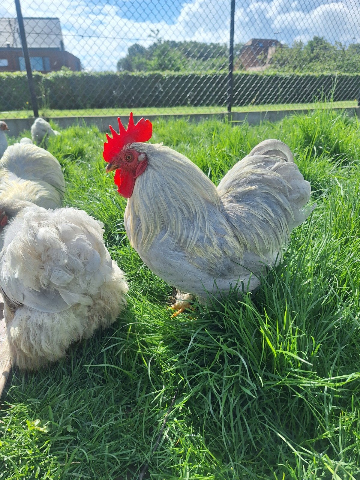 Cochin kriel parelgrijs haan, Dieren en Toebehoren, Mannelijk, Kip