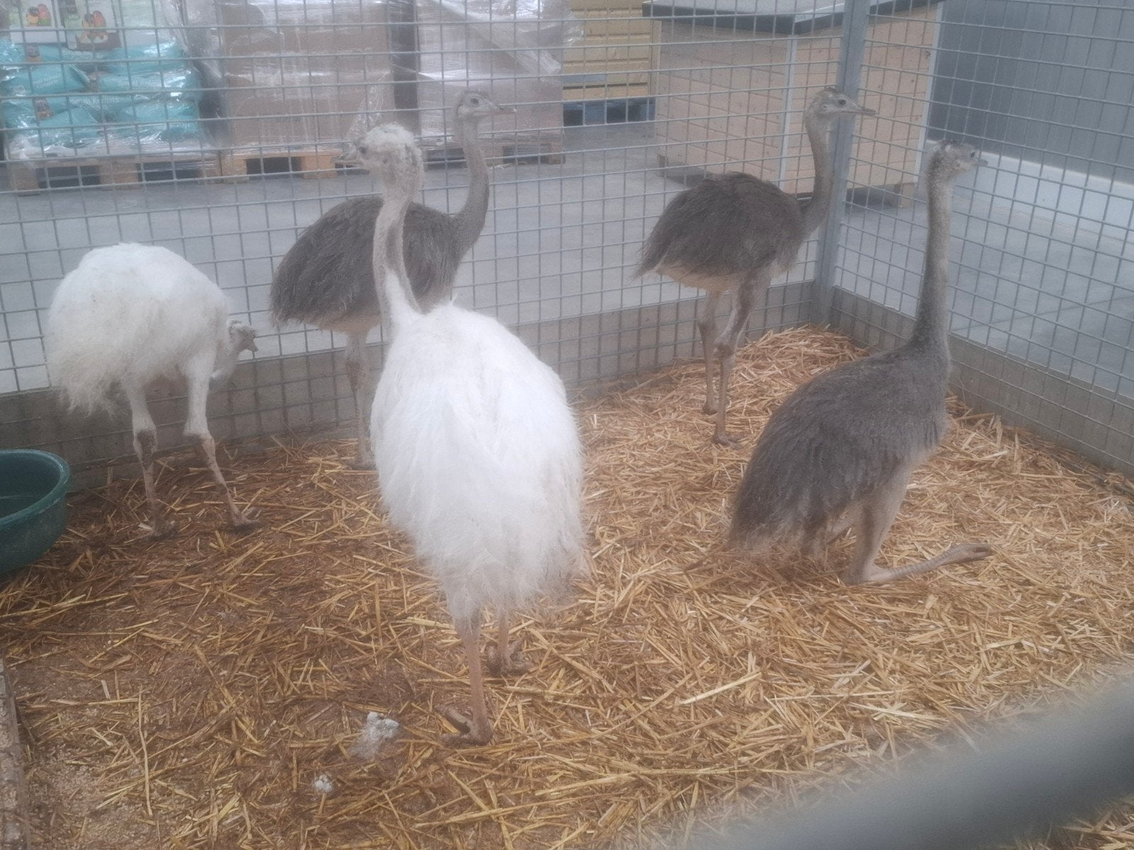 jonge nandoe nandoes , grijze en witte, gezonde dieren