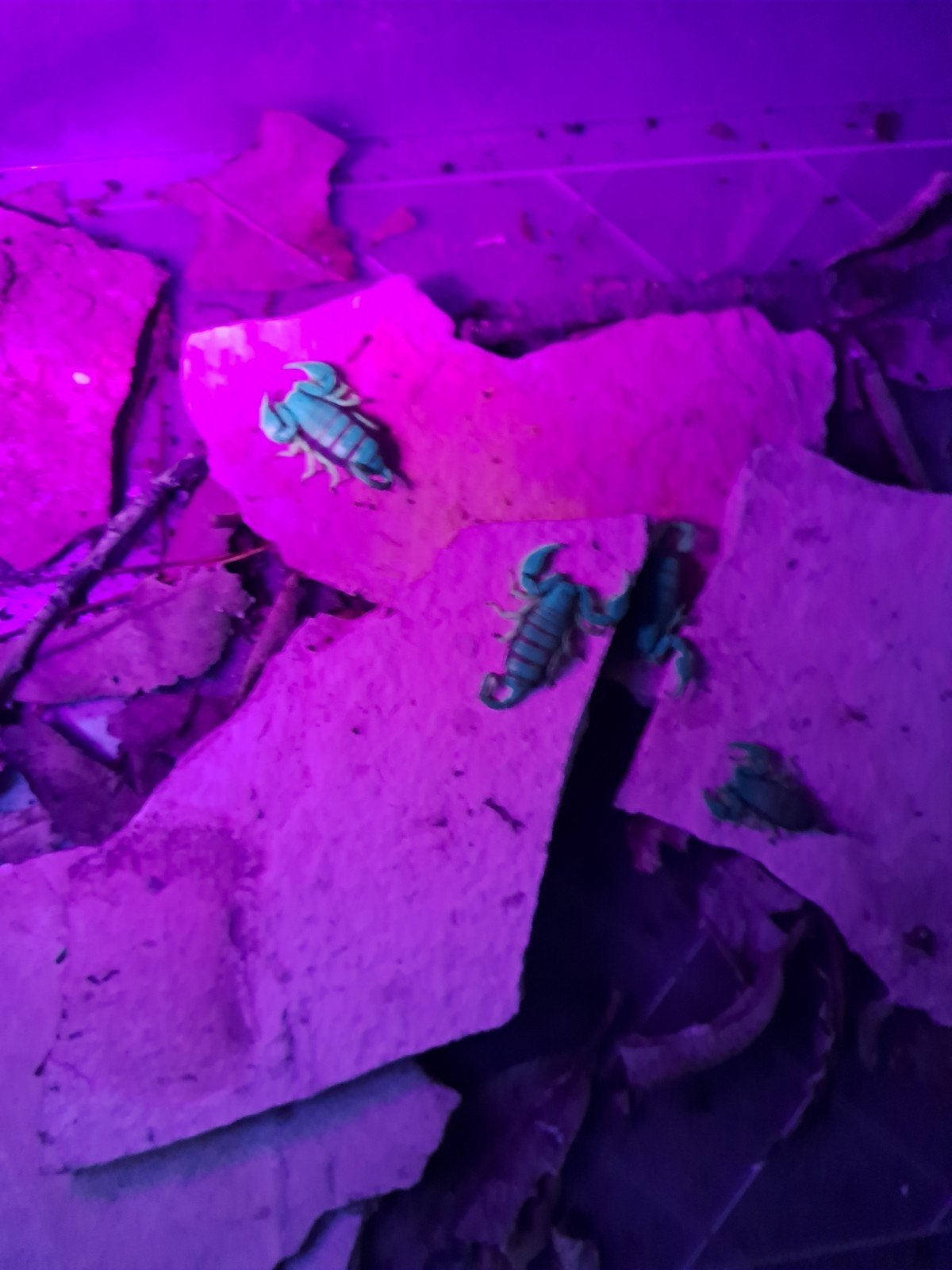 zwarte schorpioen of Tetratrichobothrius flavicaudis, Araignée ou Scorpion