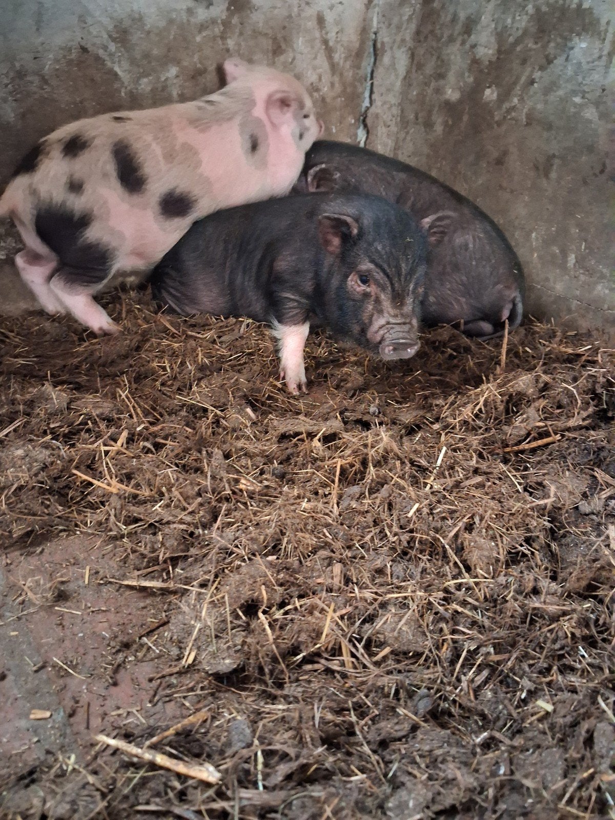 minivarkens, Dieren en Toebehoren, Schapen, Geiten en Varkens, Vrouwelijk, Varken, 0 tot 2 jaar