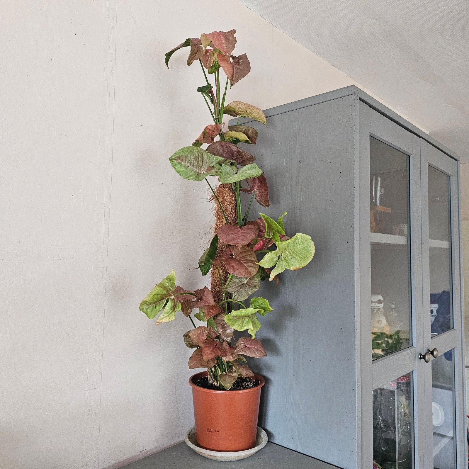 syngonium néon robusta, Maison & Meubles, Plantes d'intérieur, Autres espèces, En pot, Enlèvement ou Envoi, Moins de 100 cm