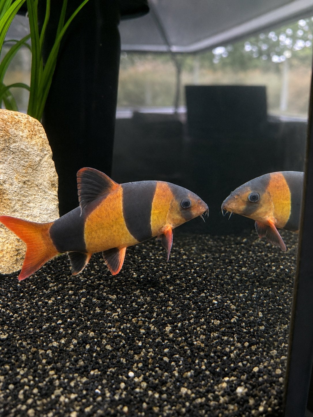 1 Chromobotia macracanthus, Animaux & Accessoires, Poisson