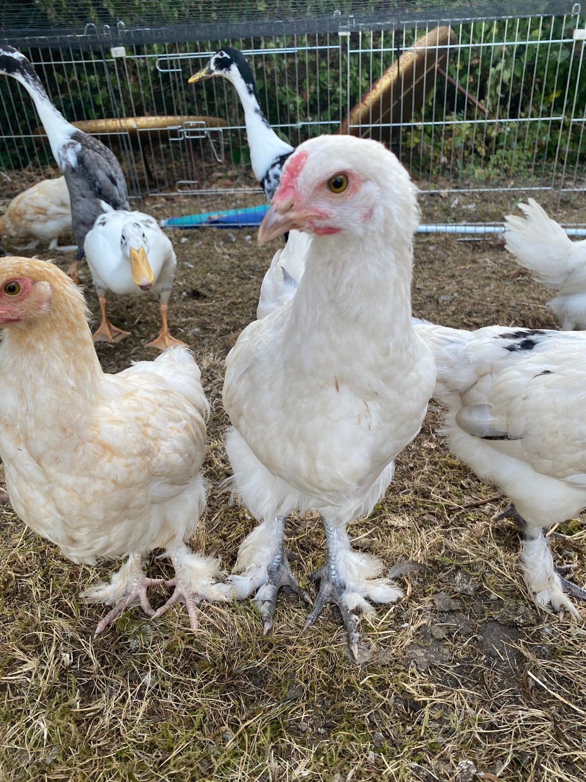 Gratis haantjes, Dieren en Toebehoren, Mannelijk, Kip
