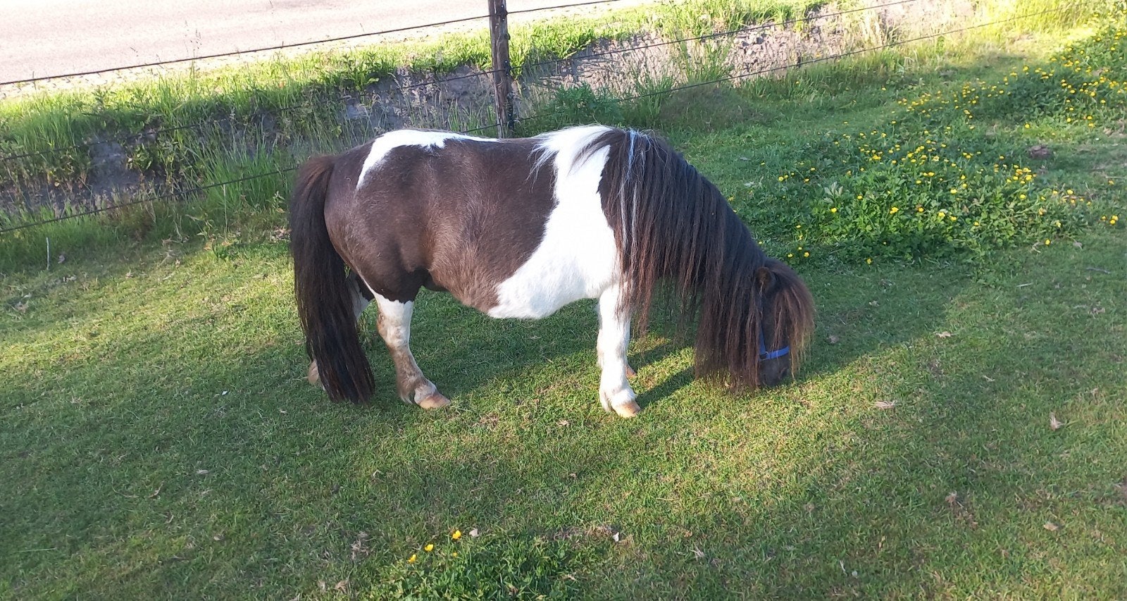 Zwartbonte Merrie, Dieren en Toebehoren, Merrie
