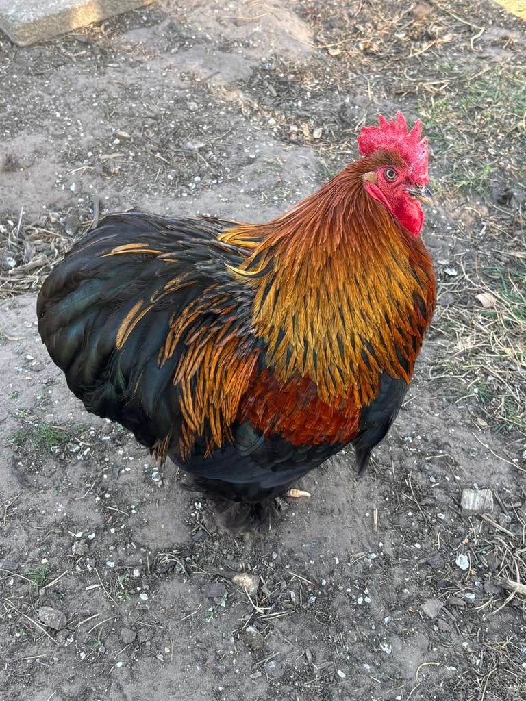 Cochin haantje gratis, Dieren en Toebehoren, Pluimvee, Mannelijk, Kip