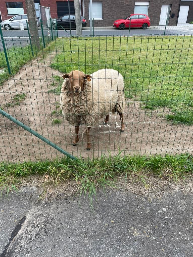 Ram-rammen