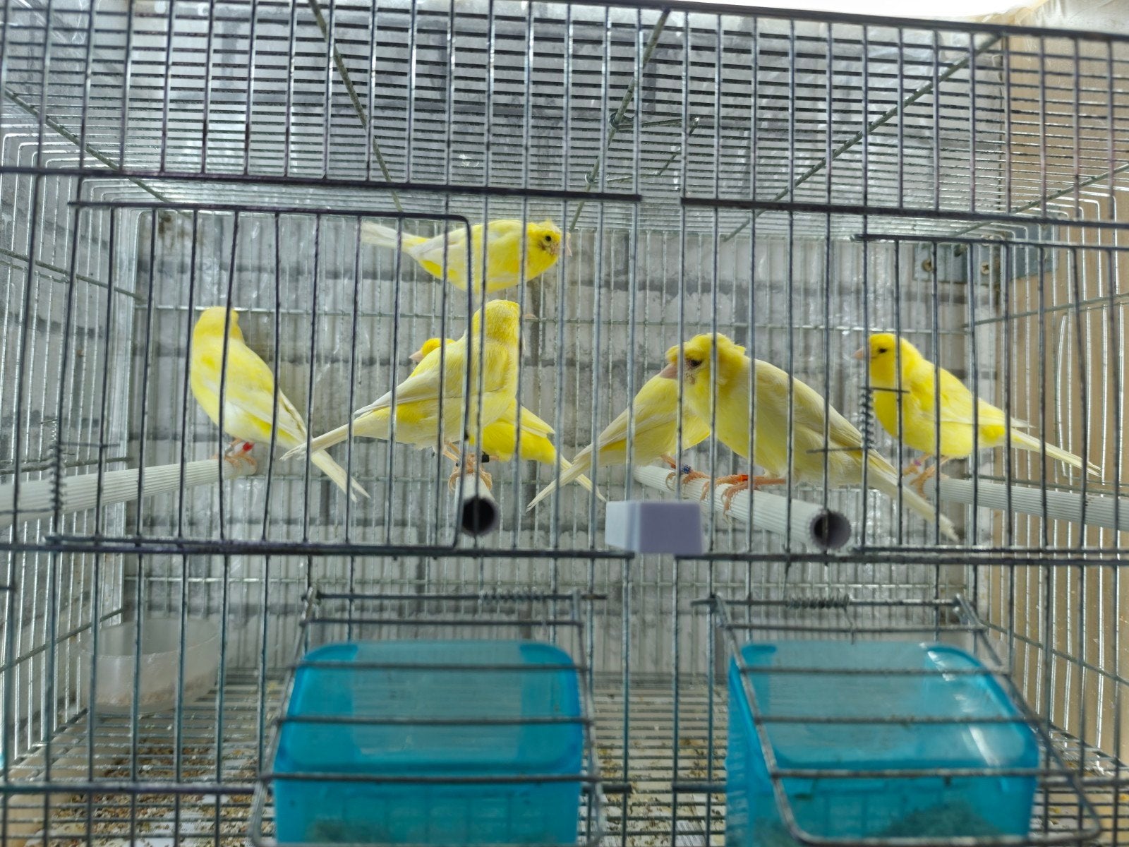 Geel kanaries, Dieren en Toebehoren