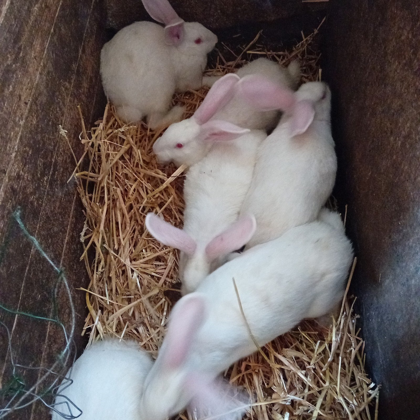 jeunes lapins