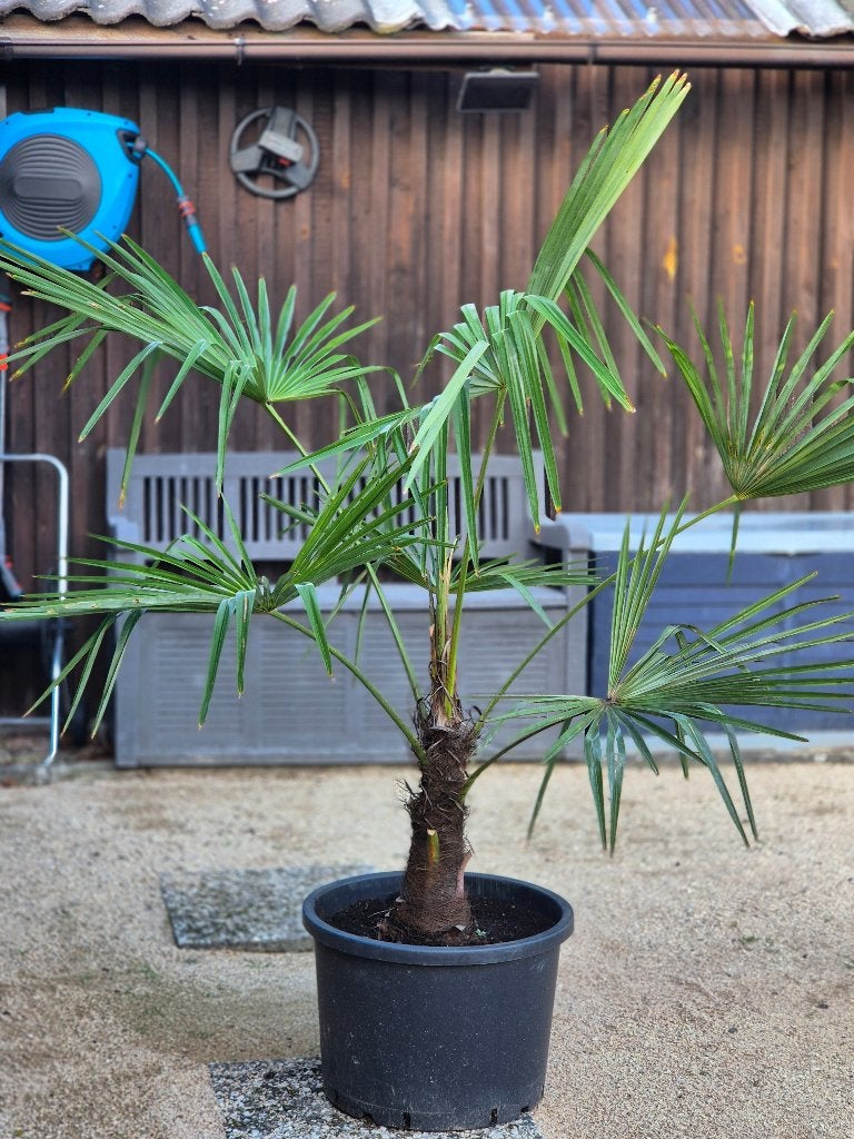 Trachycarpus winterharde palm eigen kweek 40€ laatste 3, Ophalen
