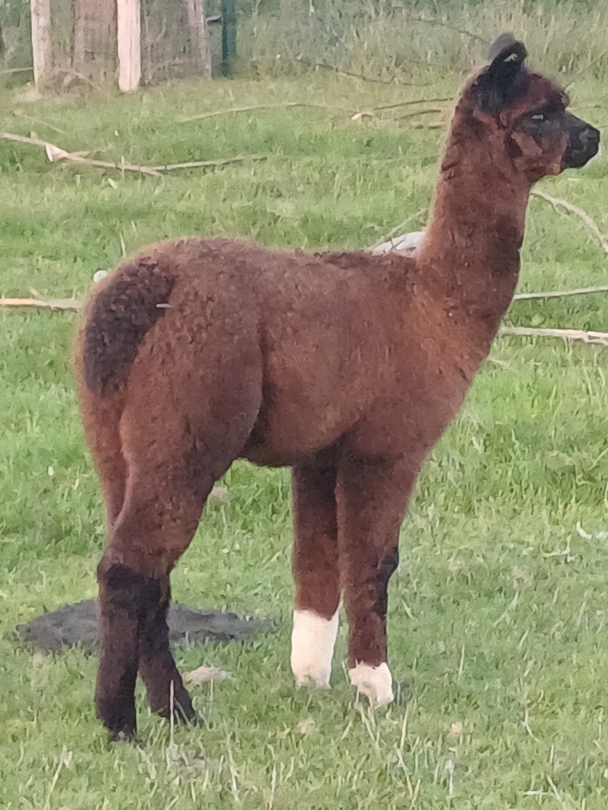 Alpaca, merrie, Dieren en Toebehoren, Juli, Vrouwelijk