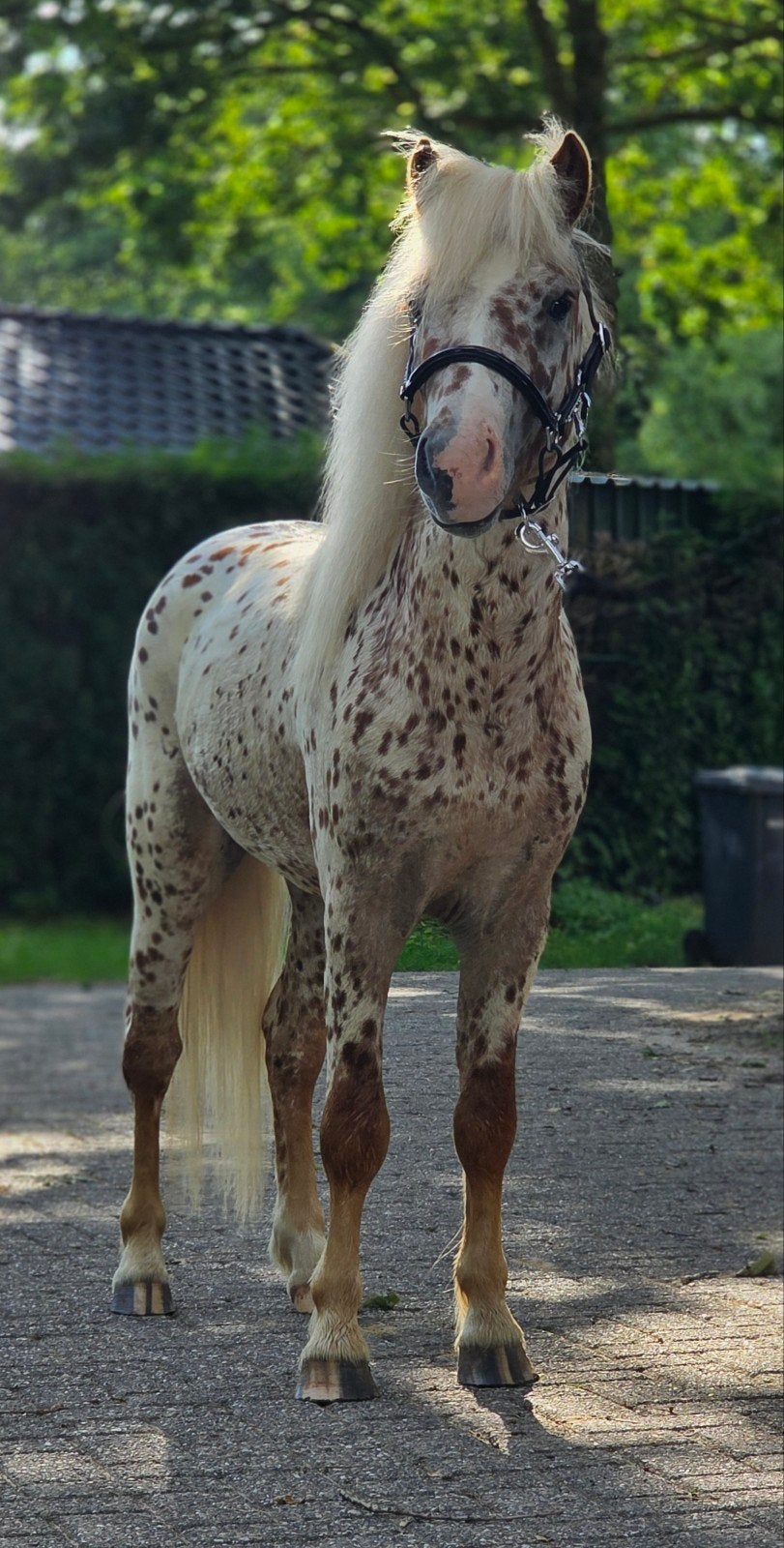 Bloedmooie, grote maat rood panterbonte appaloosa hengst!!, Étalon, Poney A (jusqu'à 1.17 m), Vermifugé, 3 à 6 ans